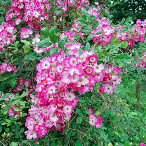 Ungespritzte Bio-Blumen für Tortendekorationen bestellen kaufen