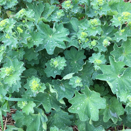 Ungespritzte Bio-Blumen Versand: Frauenmantel / Alchemilla kaufen Hessen Frankfurt Hanau Nidderau Bad Homburg/Vilbel