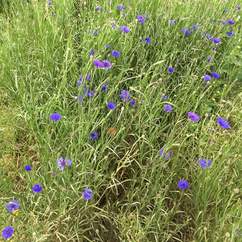 Ungespritzte Bio-Blumen kaufen: blaue Kornblumen Hessen Frankfurt Hanau Nidderau Bad Homburg/Vilbel