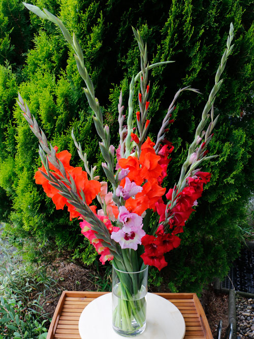 Bio-Gladiolen Ungespritzte Bio-Blumen Gladiolus im Juli bundesweiter Versand und Lieferung in Hessen Frankfurt Hanau Nidderau Bad Homburg Vilbel Königstein Kronberg