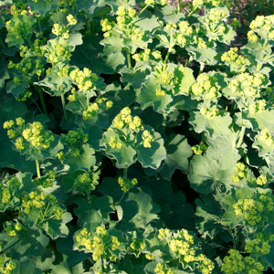 Blumen für Torten bestellen, Frauenmantel als Tortendekoration aus ungespritzten Bio-Blumen kaufen